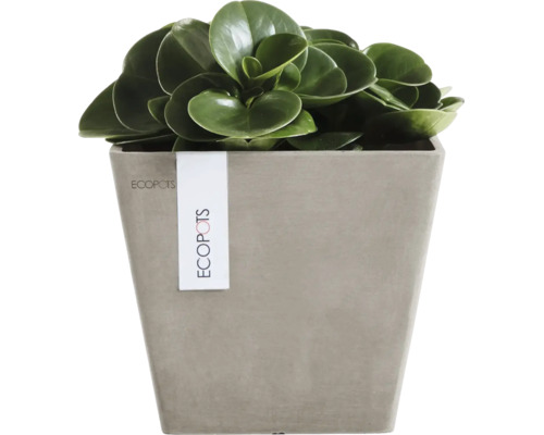 Kvadratisk Ecopots-kruka i stenlook med grön krukväxt.