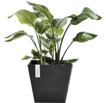 Strelitzia krukväxt i en kvadratisk mörk Ecopots blomkruka.