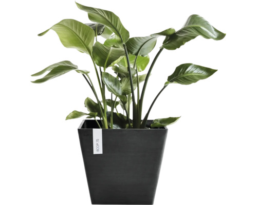 Strelitzia krukväxt i en kvadratisk mörk Ecopots blomkruka.