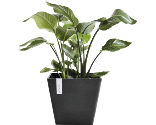 Strelitzia i kvadratisk Ecopots-kruka med stora gröna blad.
