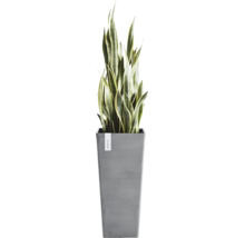Inomhusväxt Sansevieria i en hög grå Ecopots-kruka.