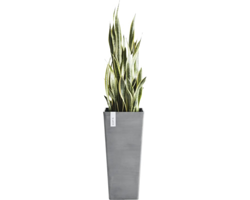 Inomhusväxt Sansevieria i en hög grå Ecopots-kruka.