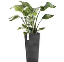 Strelitzia-växt i en hög mörkgrå ECOPOTS-kruka.