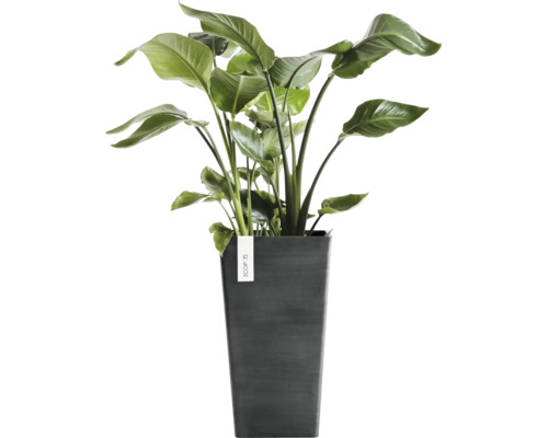 Strelitzia-växt i en hög mörkgrå ECOPOTS-kruka.