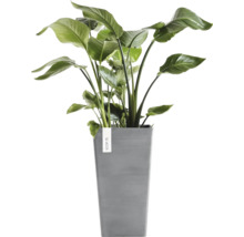 Inomhusväxt Strelitzia Nicolai i en hög grå kvadratisk plastkruka från Ecopots.