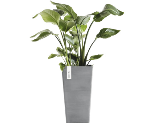 Inomhusväxt Strelitzia Nicolai i en hög grå kvadratisk plastkruka från Ecopots.