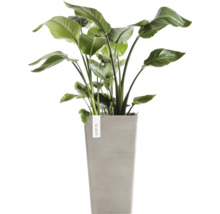 Krukväxt Strelitzia Nicolai i en hög grå ytterkruka från Ecopots.