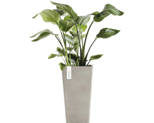 Krukväxt Strelitzia Nicolai i en hög grå ytterkruka från Ecopots.