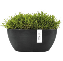 Oval svart ECOPOTS planteringsskål med grön växt.