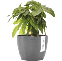 Krukväxt Pachira aquatica i grå Ecopots blomkruka.