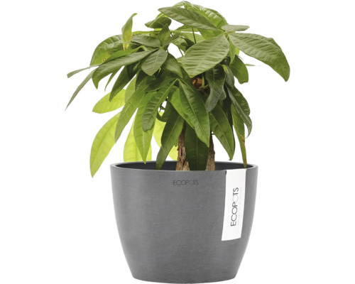 Krukväxt Pachira aquatica i grå Ecopots blomkruka.