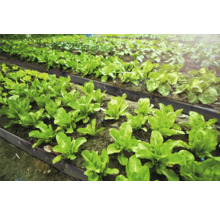 Grönsaksträdgård med anlagda rabatter och olika sorters sallad