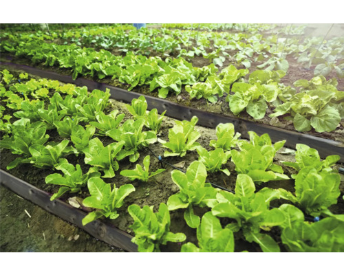 Grönsaksträdgård med anlagda rabatter och olika sorters sallad