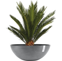Cycas revoluta i en grå Ecopots-planteringsskål.