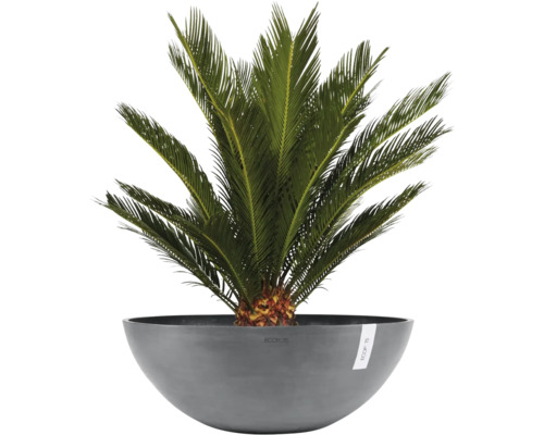 Cycas revoluta i en grå Ecopots-planteringsskål.