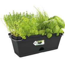 Svart blomlåda med olika örter