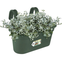 Balkonglåda planterad med silverek