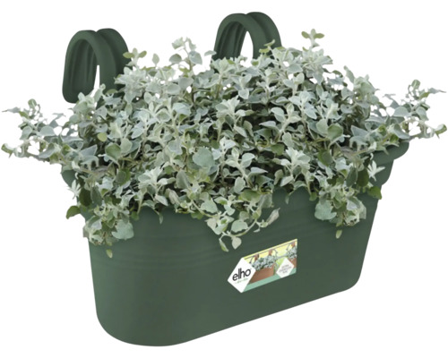 Balkonglåda planterad med silverek