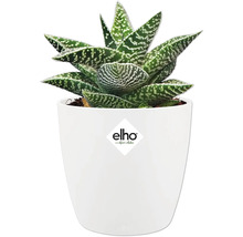 Inomhusväxt Haworthia i vit blomkruka med Elho logotyp