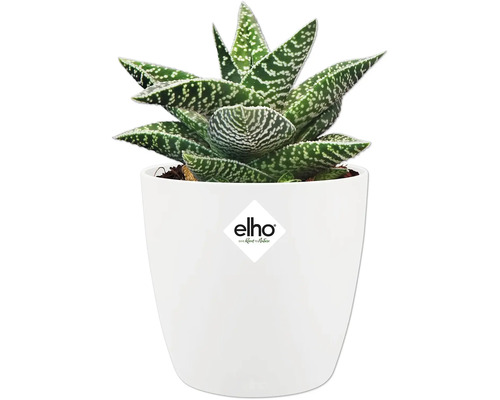 Inomhusväxt Haworthia i vit blomkruka med Elho logotyp