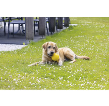 En hund ligger med en boll i munnen på en grön gräsmatta.