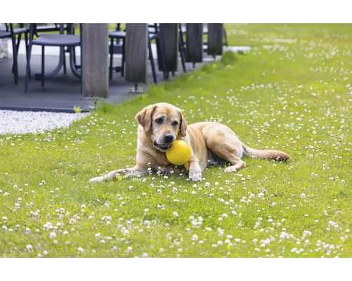 En hund ligger med en boll i munnen på en grön gräsmatta.