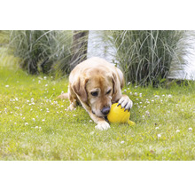 En hund ligger på en gräsmatta och leker med en gul boll.