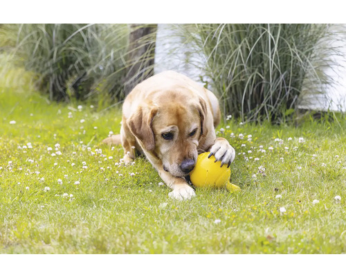 En hund ligger på en gräsmatta och leker med en gul boll.