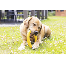 Labrador retriever med gul hundleksak i munnen ligger på en gräsmatta.
