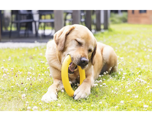 Labrador retriever med gul hundleksak i munnen ligger på en gräsmatta.