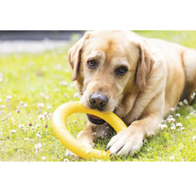 Labrador med gul hundleksak i gräset