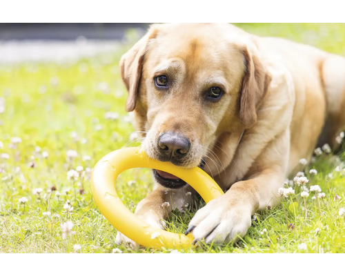 Labrador med gul hundleksak i gräset