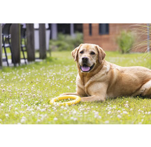 Labrador ligger med leksak i trädgården