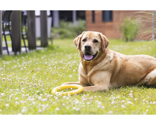 Labrador ligger med leksak i trädgården