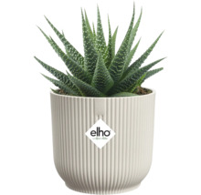 Haworthia krukväxt i en kruka