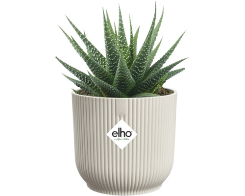 Haworthia krukväxt i en kruka