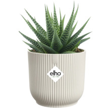 Haworthia krukväxt i räfflad blomkruka