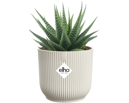 Haworthia krukväxt i räfflad blomkruka