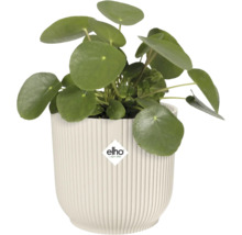 Pilea peperomioides i räfflad kruka med Elho-logotyp