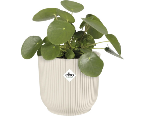 Pilea peperomioides i räfflad kruka med Elho-logotyp