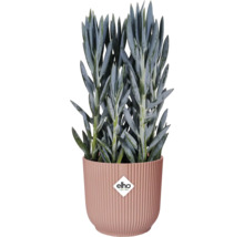 Senecio i ribbad kruka med Elho-logotyp