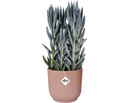 Senecio i ribbad kruka med Elho-logotyp