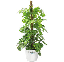 Monstera krukväxt med växtstöd i en kruka