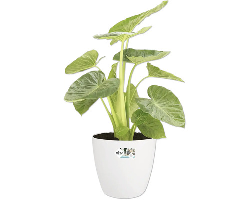Alocasia krukväxt i vit kruka