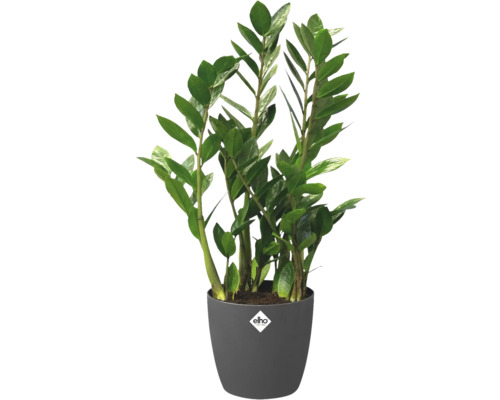 Zamioculcas krukväxt i kruka
