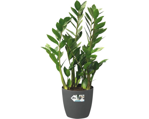 Zamioculcas krukväxt i en kruka