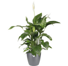 Fredskalla växt i kruka