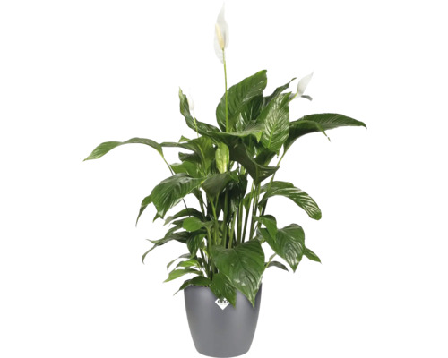 Fredskalla växt i kruka