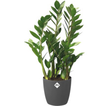 Zamioculcas krukväxt i kruka