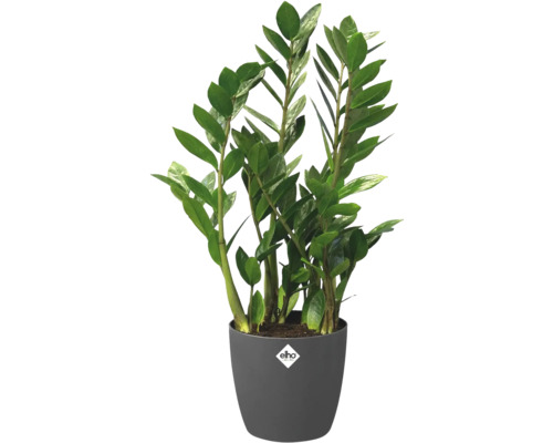 Zamioculcas krukväxt i kruka